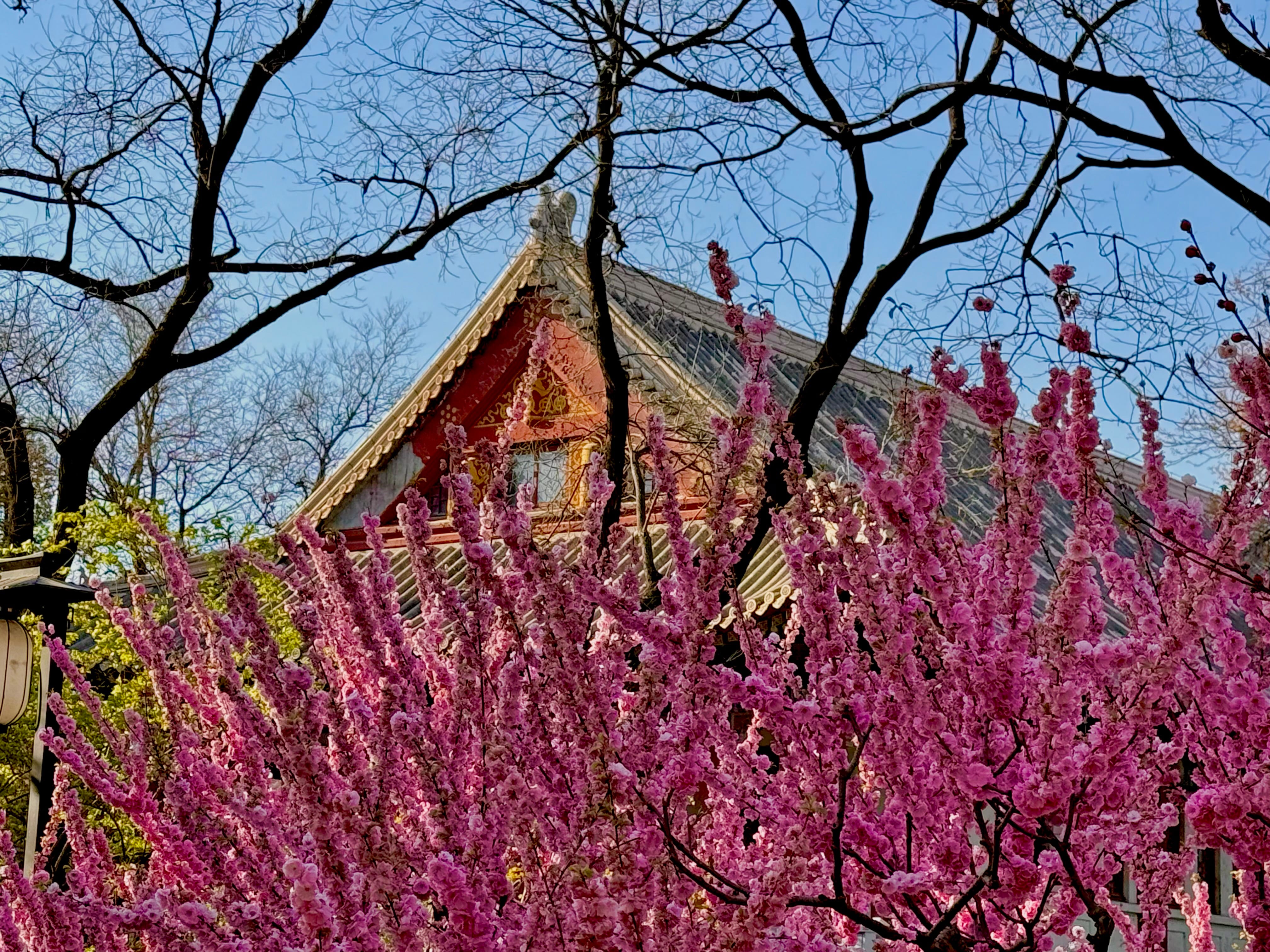 Moment in Peking image 2