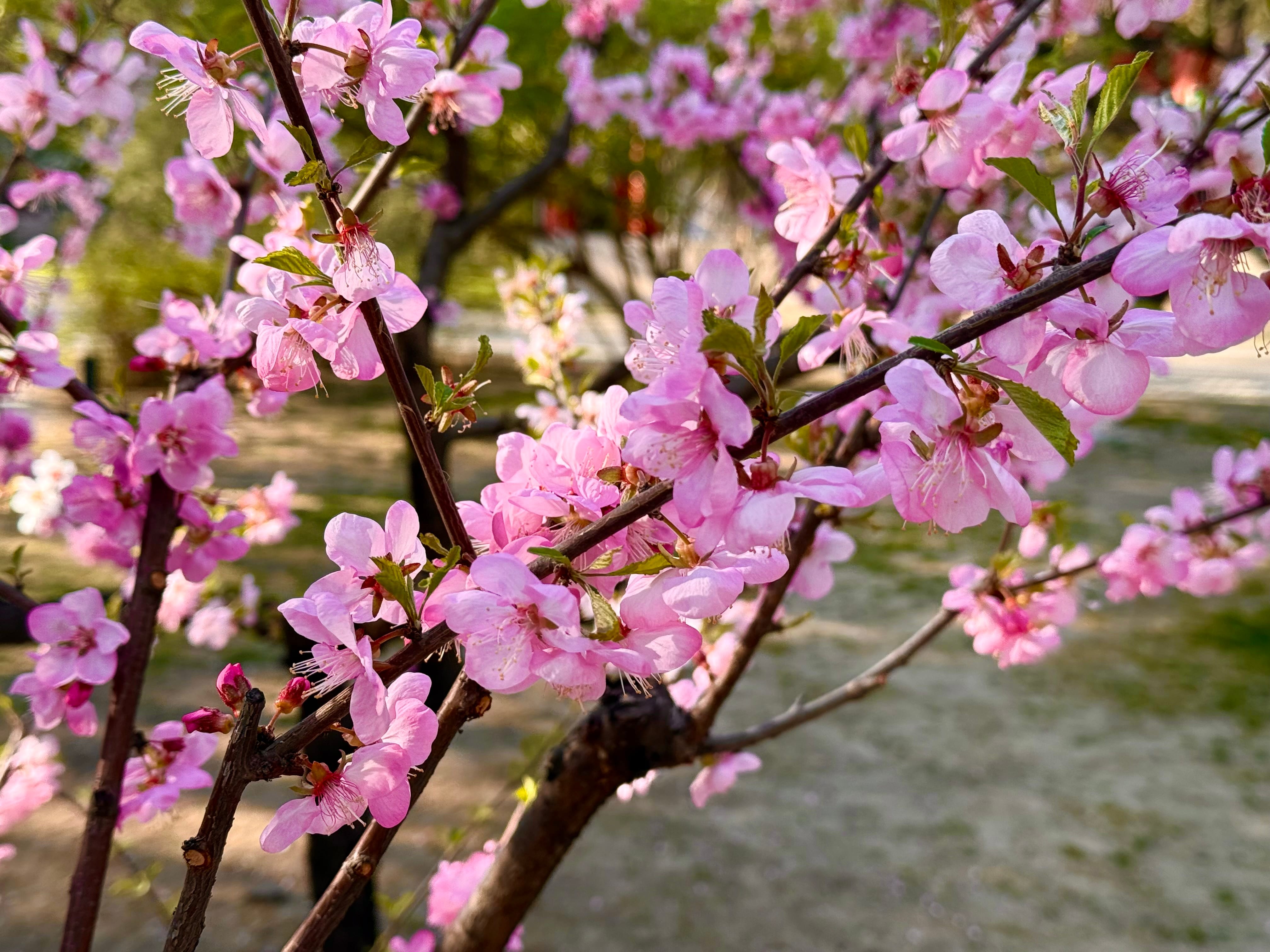 Moment in Peking image 4